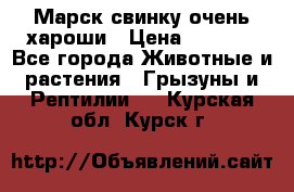 Марск свинку очень хароши › Цена ­ 2 000 - Все города Животные и растения » Грызуны и Рептилии   . Курская обл.,Курск г.